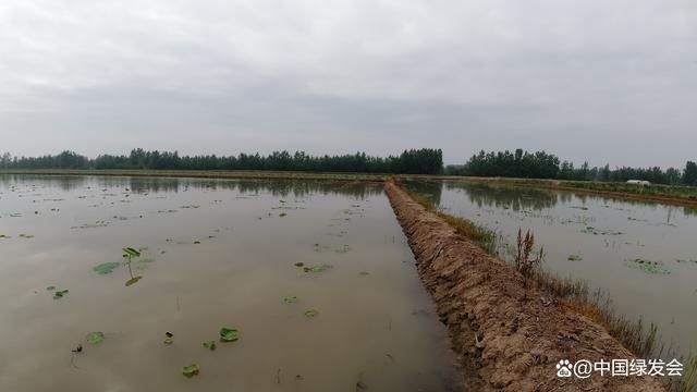 人工湿地与自然湿地对比研究：人工湿地与自然湿地的区别 其他宠物 第1张