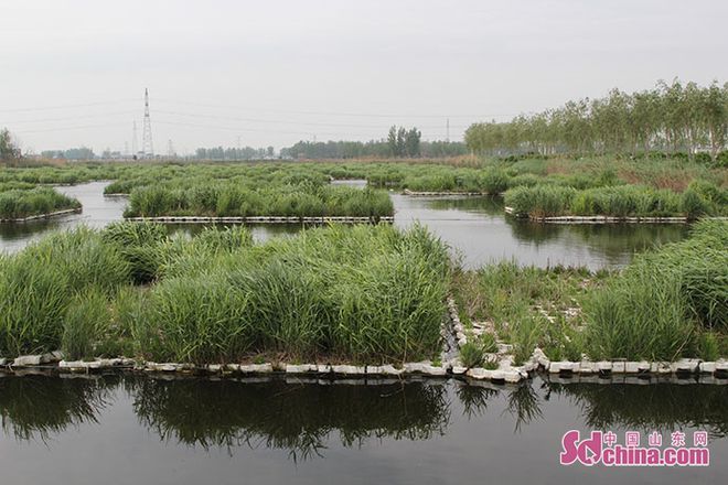 人工湿地与自然湿地对比研究：人工湿地与自然湿地的区别 其他宠物 第2张