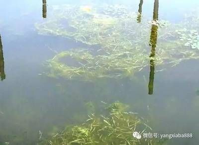 水草种植细砂选择标准：-硅砂的选择标准与注意事项与注意事项 其他宠物 第1张