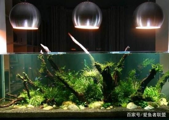 水族箱水温控制技巧：夏季水族箱水温控制技巧 其他宠物 第4张