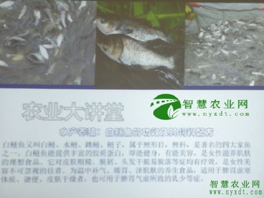 泰庞海鲢鱼饲料营养成分：泰庞海鲢鱼饲料品牌推荐 其他宠物 第5张