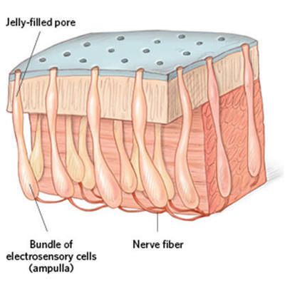 电感受器在其他动物中的应用：探究，电感受器在深海生物中的作用 其他宠物 第2张