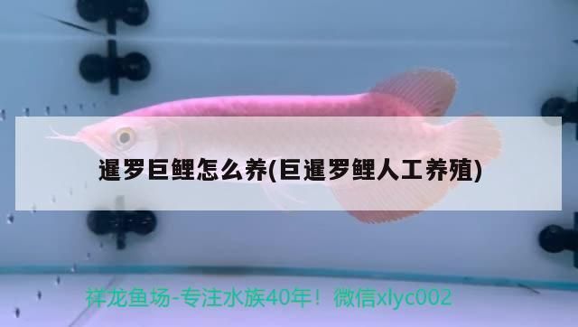 暹罗巨鲤繁殖期饲料调整技巧：暹罗巨鲤繁殖期的饲料调整 其他宠物 第3张