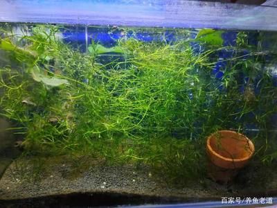 水草养护水质管理方法：水草养护与水质管理 其他宠物 第5张