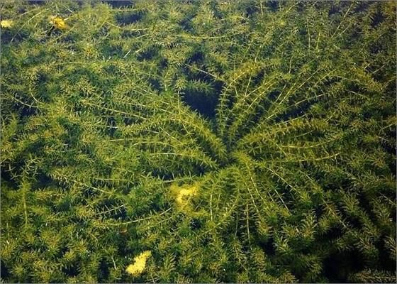 水草养护水质管理方法：水草养护与水质管理 其他宠物 第4张