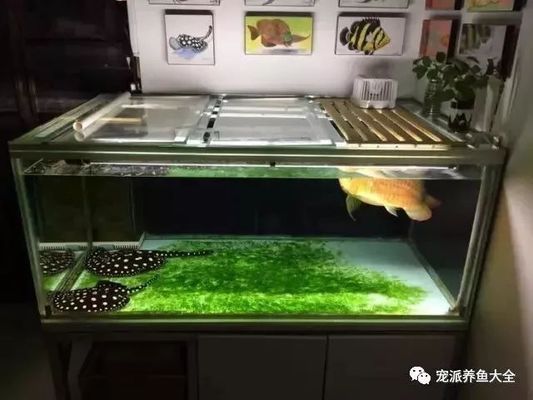 龙鱼喂饱了可以换水吗：关于龙鱼换水的问题 水族问答 第1张