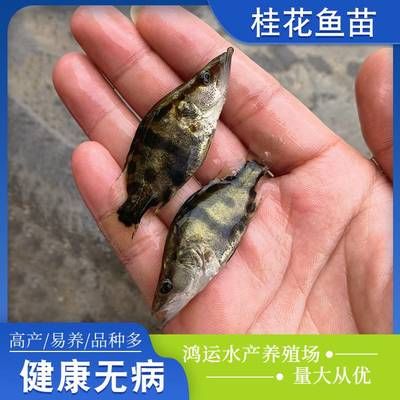 一眉道人鱼苗水霉病预防方法：一眉道人鱼苗易患水霉病，主要因水质差 其他宠物 第1张