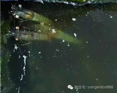 一眉道人鱼苗水霉病预防方法：一眉道人鱼苗易患水霉病，主要因水质差 其他宠物 第4张