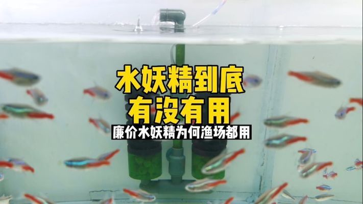 水妖精过滤效果评估：水妖精滤材选择指南 其他宠物 第1张