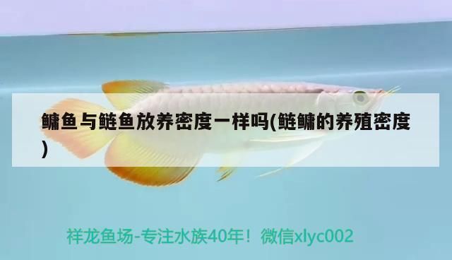 泰庞海鲢鱼最佳饲养密度：泰庞海鲢鱼最佳饲养密度详细信息泰庞海鲢鱼最佳饲养密度 其他宠物 第2张