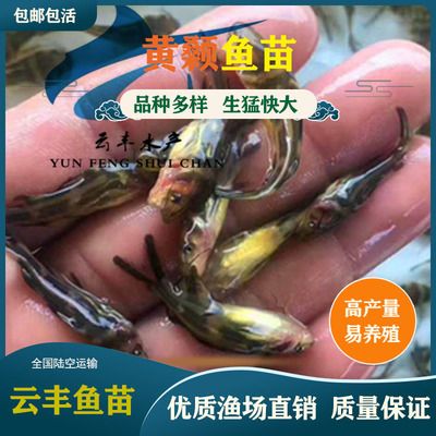 鱼苗物流特殊包装要求：鱼苗物流特殊包装要求摘要：为了确保运输过程中的安全 其他宠物 第6张