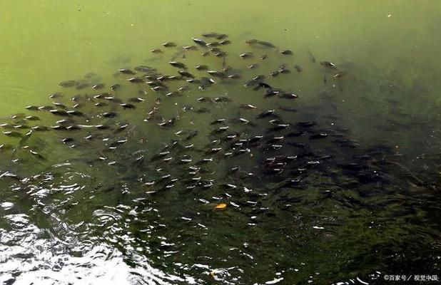 鲫鱼繁殖水温波动应对策略：红鲫鱼繁殖季节疾病预防措施搭建方法详解鲫鱼繁殖季节疾病预防措施 其他宠物 第2张