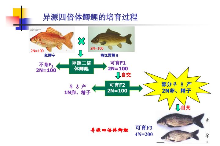 鲫鱼繁殖水温波动应对策略：红鲫鱼繁殖季节疾病预防措施搭建方法详解鲫鱼繁殖季节疾病预防措施 其他宠物 第4张