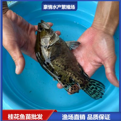 鲫鱼繁殖水温波动应对策略：红鲫鱼繁殖季节疾病预防措施搭建方法详解鲫鱼繁殖季节疾病预防措施 其他宠物 第3张