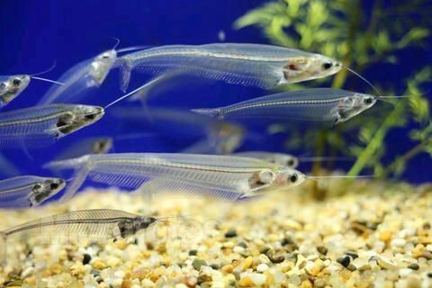 龙鱼喂活食消毒用什么药：喂活食消毒期间 水族问答 第2张