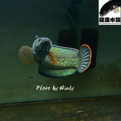 龙鱼喂活食怎么处理：龙鱼不吃活食怎么办？ 水族问答 第1张