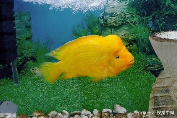 龙鱼喂活食怎么消毒处理：关于龙鱼喂活食的问题 水族问答 第2张