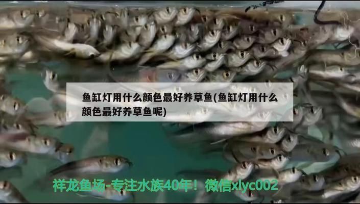 三间鼠鱼最佳光照周期：三间鼠鱼的光照周期 其他宠物 第2张