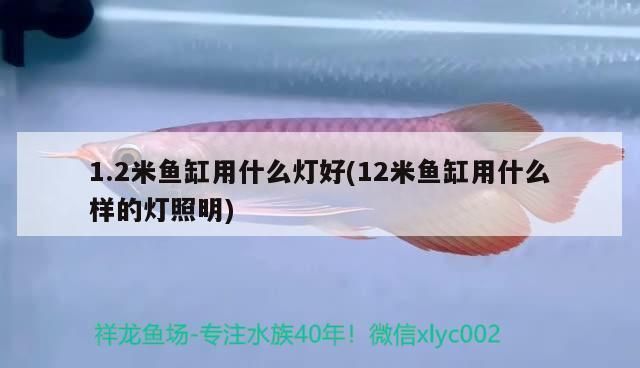 野彩鱼繁殖缸照明方案：适用于野彩鱼繁殖缸的照明方案， 其他宠物 第2张