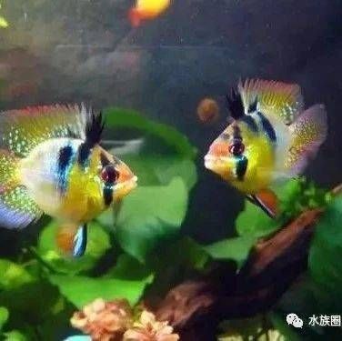 水质检测对鱼苗健康的影响：水质检测对于鱼苗健康的影响 其他宠物 第4张