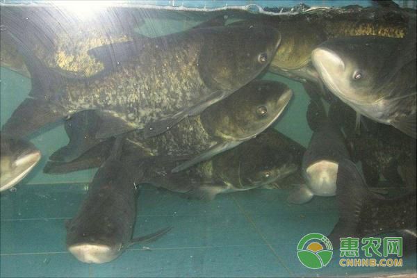 不同生长阶段鲫鱼饲料调整方案：不同生长阶段下鲫鱼饲料调整方案 其他宠物 第4张