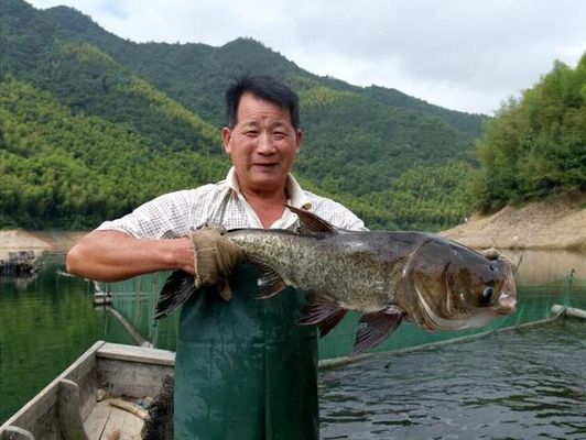 泰庞海鲢鱼饲料营养需求：泰庞海鲢鱼幼鱼饲料配比 其他宠物 第1张