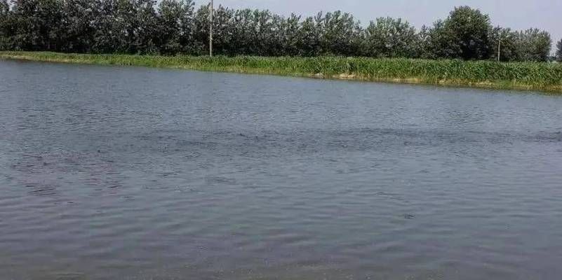 溶解氧不足对鱼苗免疫影响：溶解氧不足对鱼苗免疫力的影响 其他宠物 第1张