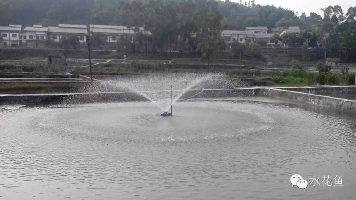 溶解氧不足对鱼苗免疫影响：溶解氧不足对鱼苗免疫力的影响 其他宠物 第2张