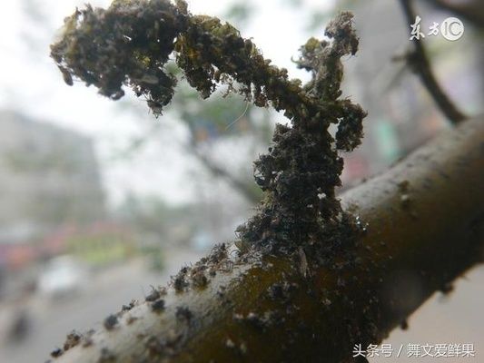 榴莲树的病虫害防治方法：榴莲树病虫害的物理防治技术 其他宠物 第5张