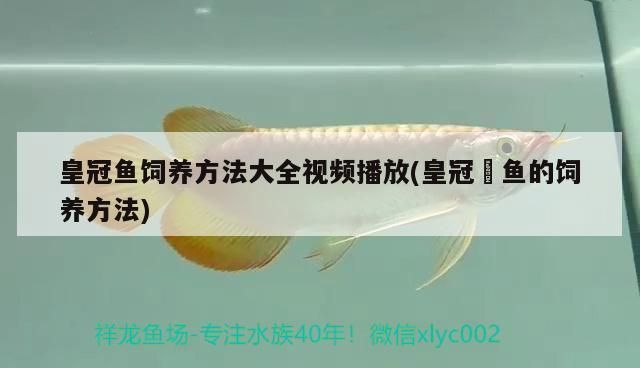 恐龙王鱼常见疾病预防：恐龙王鱼常见疾病及其预防措施 其他宠物 第4张