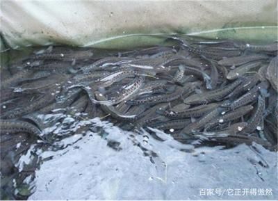 黑鱼养殖环保措施研究：黑鱼养殖环保措施的研究 其他宠物 第3张