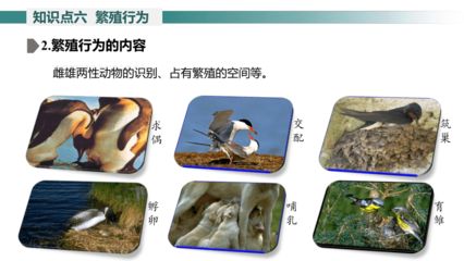 朱巴利鱼繁殖行为变化：朱巴利鱼的繁殖行为的生态意义 其他宠物 第4张