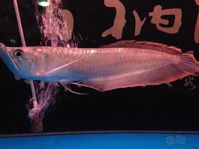 龙鱼喂什么发色快些：龙鱼发色怎么办？ 水族问答 第1张