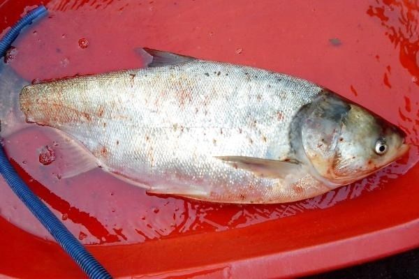 滤食性鱼类饲料选择：滤食性鱼类饲料品牌推荐 其他宠物 第4张