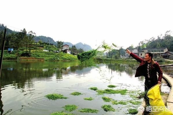 泰庞海鲢鱼繁殖后水质检测方法：泰庞海鲢繁殖后氨氮监控要点泰庞海鲢繁殖后氨氮监控要点 其他宠物 第2张