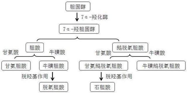 鱼饲料中胆汁酸的作用：胆汁酸在鱼饲料中的主要作用 其他宠物 第2张