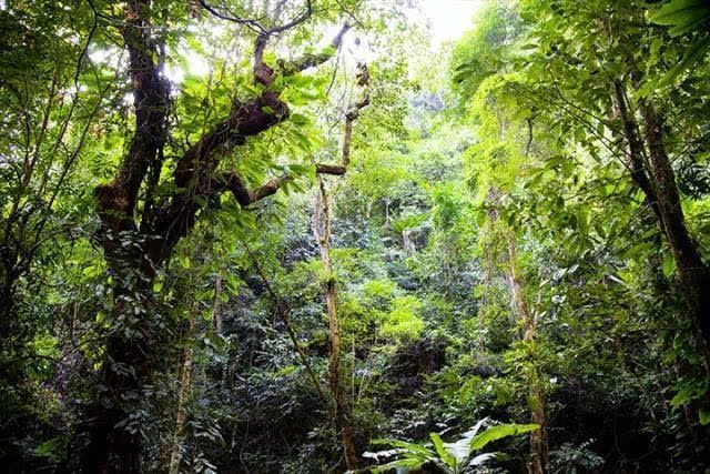 亚马逊河生物多样性保护策略：亚马逊河生物多样性保护 其他宠物 第5张