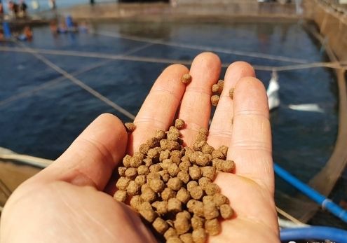 鱼苗饲料湿度控制技巧：鱼苗饲料最佳湿度范围,不同季节湿度控制策略 其他宠物 第1张