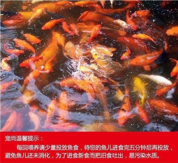 如何判断锦鲤饵料新鲜度：如何判断锦鲤饵料的新鲜度 其他宠物 第6张