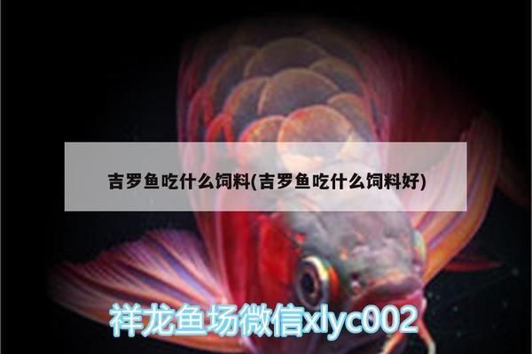 蹬趴吉罗鱼：吉罗鱼的饲养方法 吉罗鱼批发 第1张