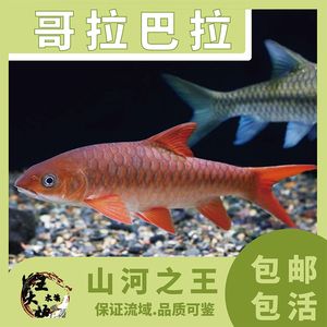 红似丘吉罗鱼：红似丘吉罗鱼的生物学特征、饲养要求和繁殖方法 吉罗鱼批发 第5张