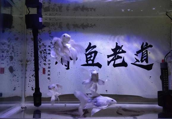 蝴蝶鲤幼鱼营养需求分析：蝴蝶鲤幼鱼的营养需求 其他宠物 第5张