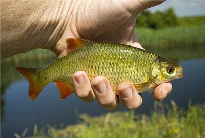 泰庞海鲢鱼的食用价值探究：泰庞海鲢鱼的价格 其他宠物 第1张