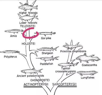 骨舌鱼科鱼类的繁殖方式：骨舌鱼科鱼类的繁殖方式及其生物学意义 其他宠物 第1张