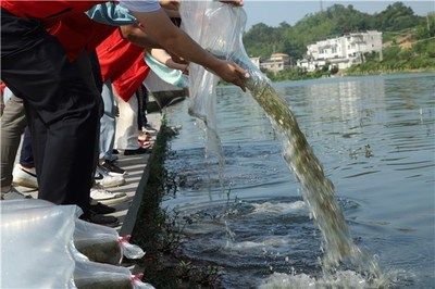 改善水质提升鱼苗食欲方法：如何改善水质，提升鱼苗食欲 其他宠物 第5张