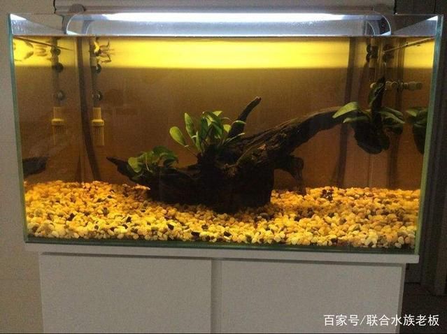 水草缸水质维护方法：水草缸水质检测水质检测项目包括水草缸的维护方法 其他宠物 第2张