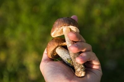 黑影道人鱼的食物来源：《山海经》中黑影道人鱼的食物来源 其他宠物 第1张