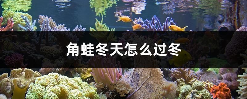 印尼三纹虎冬季养护技巧：印尼三纹虎冬季养护技巧：三纹虎冬季水温控制方法 其他宠物 第3张