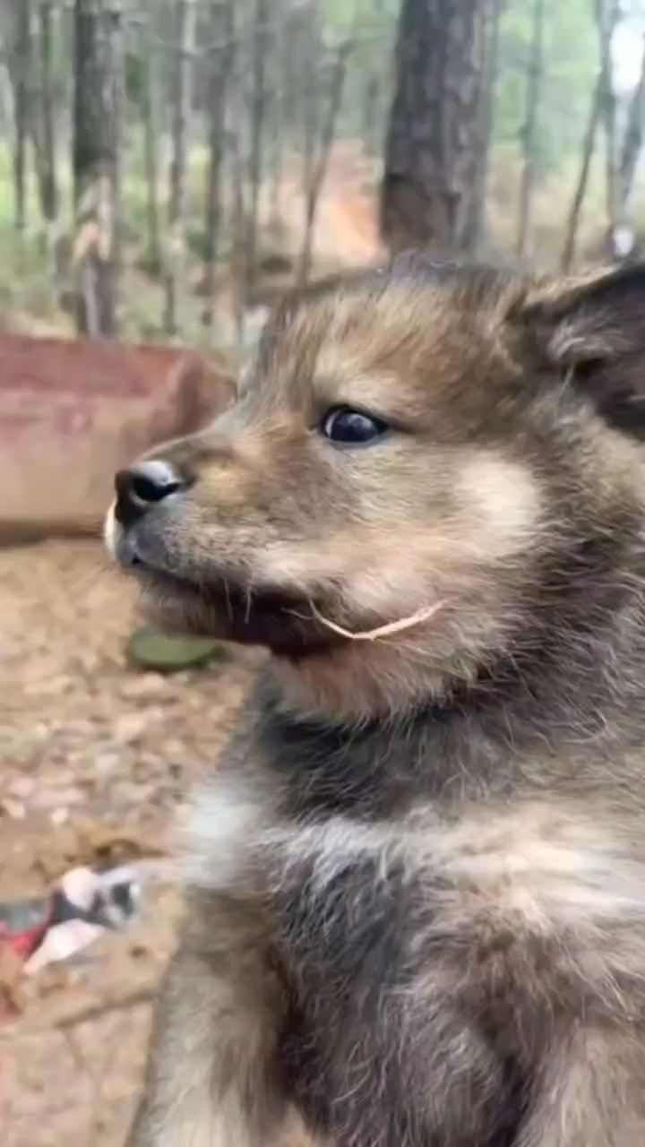 中华田园犬：中华田园犬在中国传统文化中占有重要地位的特点 观赏鱼论坛