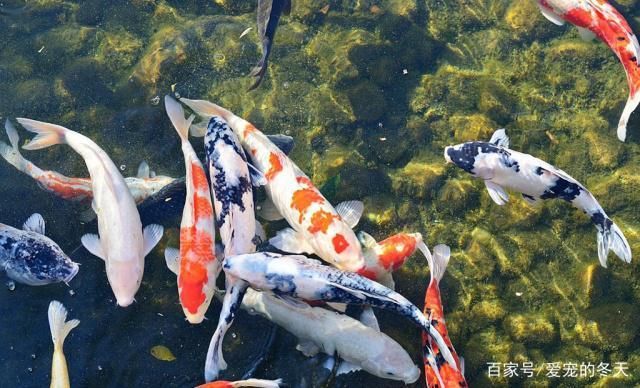 如何科学投喂锦鲤鱼饵料：科学投喂锦鲤鱼饵料的方法 其他宠物 第3张